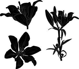 three black lily sketches isolated on white