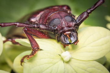 Long Horned Beetle