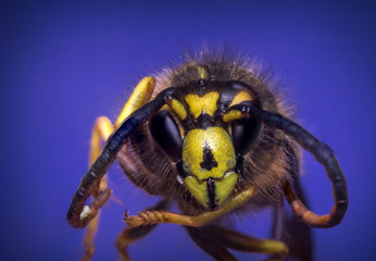Yellow Jacket Wasp