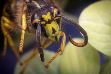 Yellow Jacket Wasp