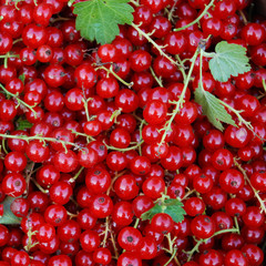 Harvest of red currants