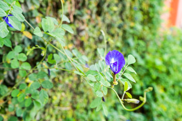 Butterfly pea flower