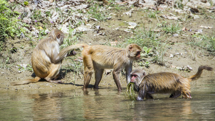 Rhesus Macaque in Bardia national park, Nepal