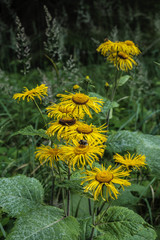 Echter Alant (Inula helenium)