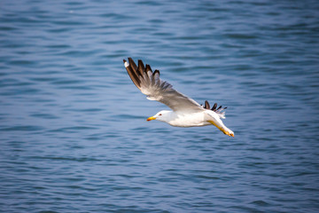 Fototapeta na wymiar seagull flying above blue sea, Poti, Georgia