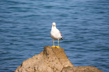 Seagull sit on the rock in the water. Sea background in the morn