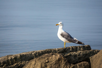 Fototapeta na wymiar Seagull sit on the rock in the water. Sea background in the morn