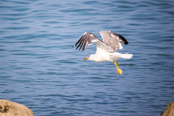seagull flying above blue sea, Poti, Georgia