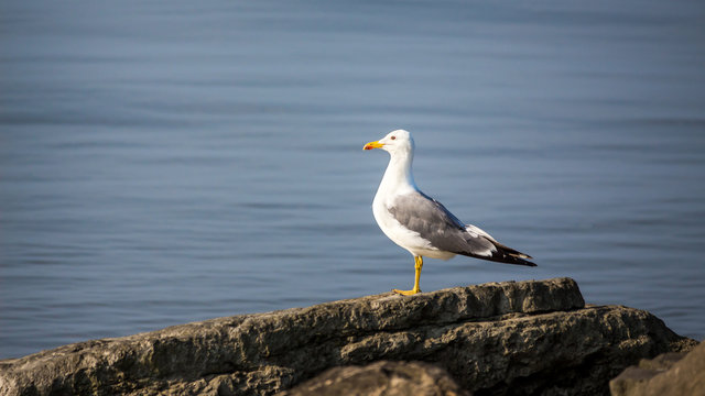 Seagull sit on the rock in the water. Sea background in the morn