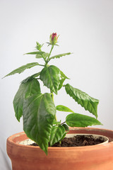 Hibiscus flower plant in a clay pot over grey background