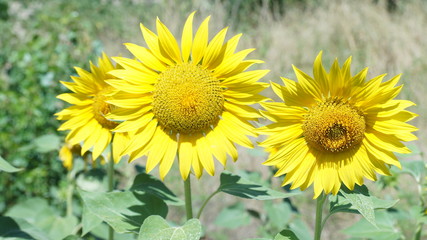 Желтые подсолнухи обращаются к теплому солнцу.