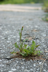 flower growing on crack street