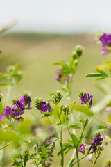 Purple wildflowers and fresh grass. Sunny day.