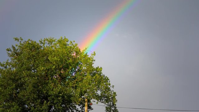 rainbow over oak tree