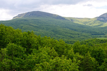 Fototapeta premium Landscape of green trees over mountains