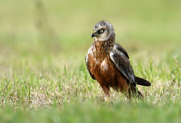 Marsh harrier (Circus aeruginosus) in spring scenery