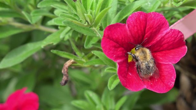 bumble bee on red flower in the nature