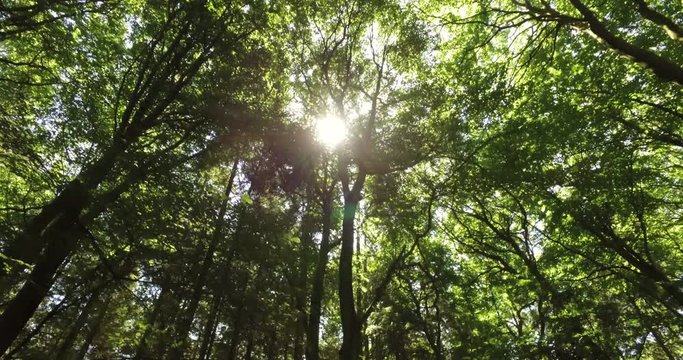 Panning through a forest canopy looking up into the sun on a summers day