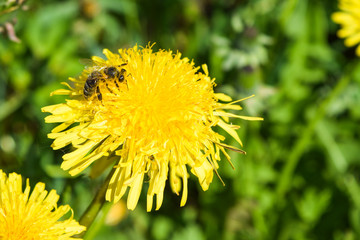bee collecting nectar from dandelion flower