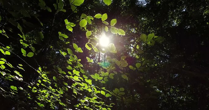 Panning through a forest canopy looking up through the leaves into the sun on a summers day
