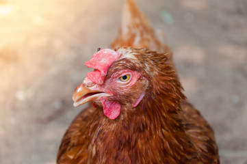 Mother Hen chicken on a farm in nature