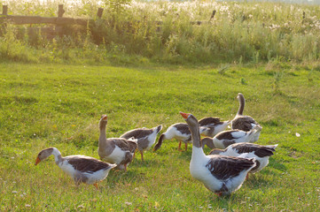 Herd of guinea gooses is grazed on a green meadow in a summer sunny day