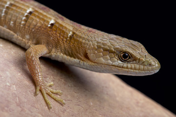 Southern alligator lizard (Algeria multicarinata), United States