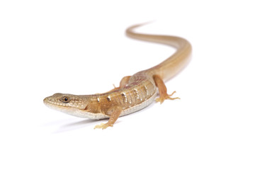Naklejka premium Southern alligator lizard (Algeria multicarinata), United States
