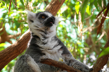 Ring-tailed lemur