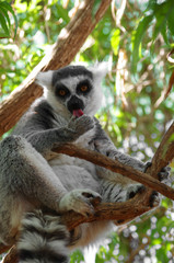 Ring-tailed lemur