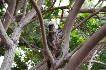 Lemur