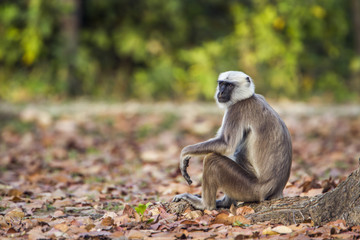 Hanuman Langur in Bardia national park, Nepal