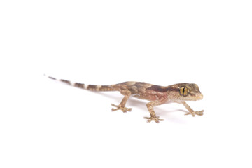 Baby lizard (Tarentola senegambiae,)The Gambia