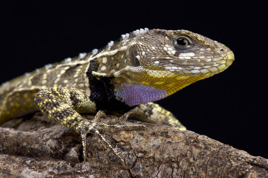 Peruvian purple throated lizard (Stenocercus imitator), Peru