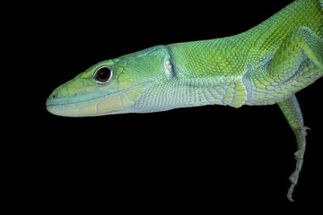 Green Keel-bellied Lizard (Gastropholis prasina), Tanzania