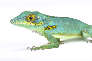 Baracoae giant anole (Anolis baracoae),Cuba