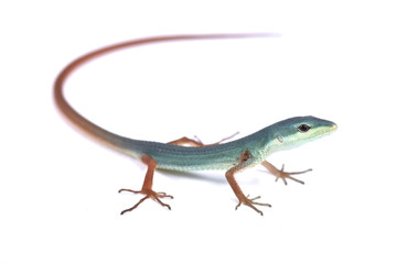 Miyako grass lizard (Takydromus toyamai), Japan
