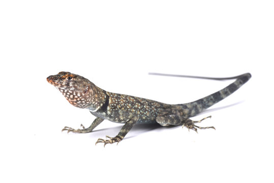 Banded Rock Lizard (Pterosaurs mearnsi), United States