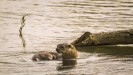 Smooth-coated Otter in Bardia national park, Nepal