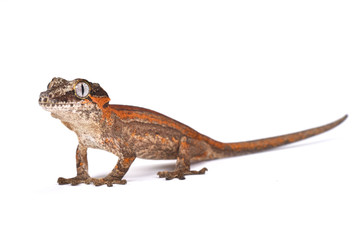 Knob-headed Giant Gecko (Rhacodactylus auriculatus), New Caledonia