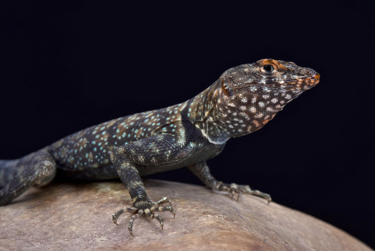 Banded Rock Lizard (Pterosaurs mearnsi), United States
