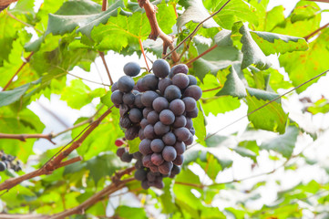 purple red grapes with green leaves on the vine in the garden . fresh fruits