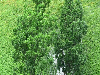 Grüne Bäume und Sträucher im Sommer bei Sonnenschein im Hafenviertel oder Hansaviertel in...