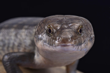 Solomon Island Ground skink  (Eugongylus albofasciatus),Solomon islands, Papua New Guinea