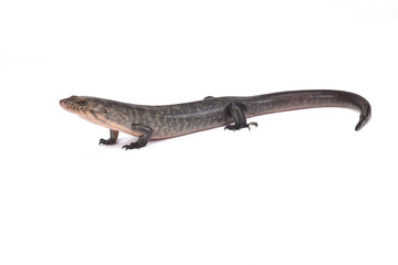 Solomon Island Ground skink (Eugongylus albofasciatus),Solomon islands, Papua New Guinea