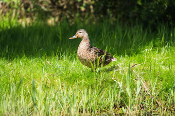 Mallard (Anas platyrhynchos) female walking on grass of shore. L