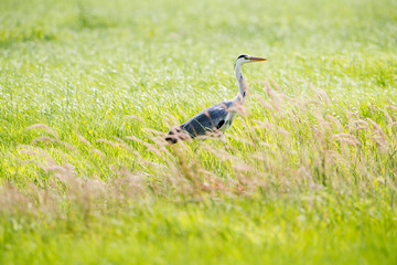 Grey Heron (Ardea cinerea) sideview in grass. Leiden. Zuid-Holla