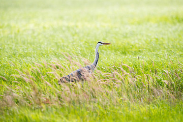 Obraz na płótnie Canvas Grey Heron (Ardea cinerea) sideview in grass. Leiden. Zuid-Holla