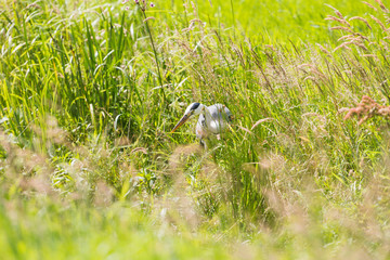 Grey Heron (Ardea cinerea) looking for food in summer in a meado