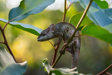 Chameleon